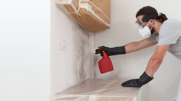 Professional Attic Mold Remediation technician working in Troutville, PA