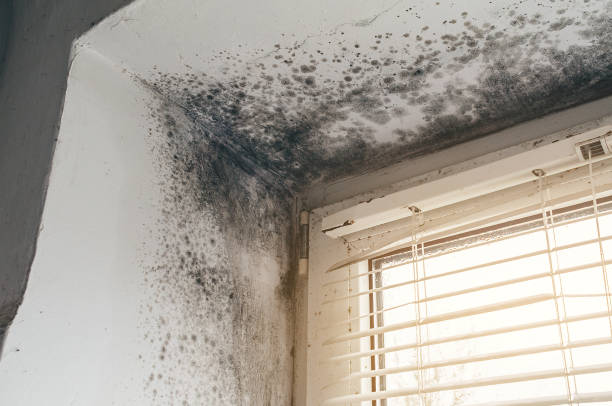 Affordable Attic Mold Remediation solutions in Troutville, PA